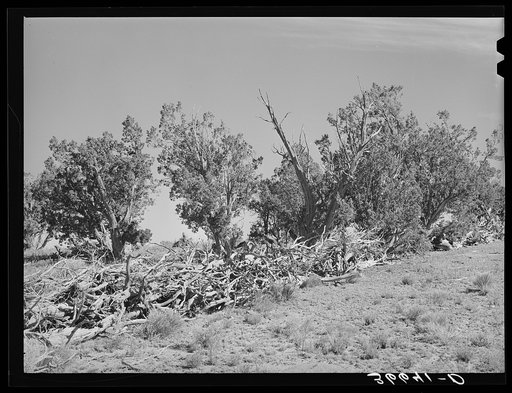 Fence made of dead trees and brush. Pie Town, New Mexico