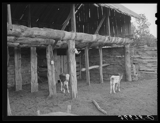 Calves in the slab barn of homesteader. Pie Town, New Mexico