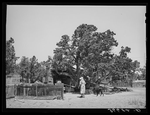 On the farm of the Huttons. Notice the seed bed by the fence at the left. Pie Town, New Mexico