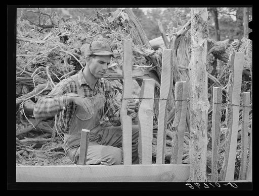 Jack Whinery fencing with handsplit rails on his homestead at Pie Town, New Mexico