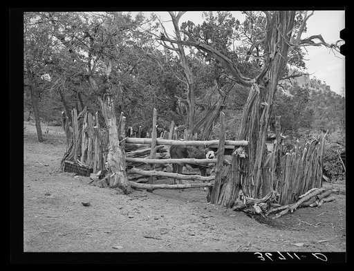 Cow lot fenced with rough poles. Farm at Pie Town, New Mexico