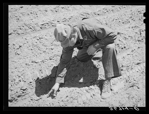 George Hutton examining ground to see if beans are sprouting. Pie Town, New Mexico