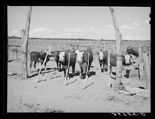 Part of the beef cattle herd on George Hutton's farm. Pie Town, New Mexico