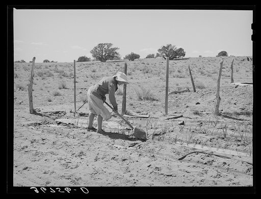 Untitled photo, possibly related to: Mrs. George Hutton irrigating her garden. The Huttons have ample water at their farm. This was the only irrigated garden seen in the section. Pie Town, New Mexico