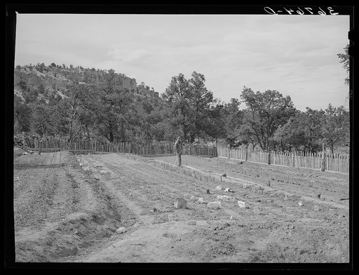 Jack Whinery works in his garden which will supply food for his family next winter. Pie Town, New Mexico
