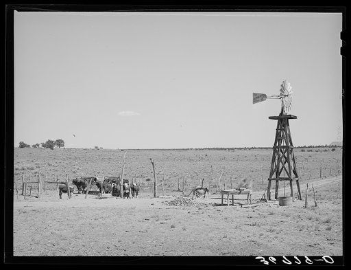 Beef cattle and windmill on farm of George Hutton. Pie Town, New Mexico