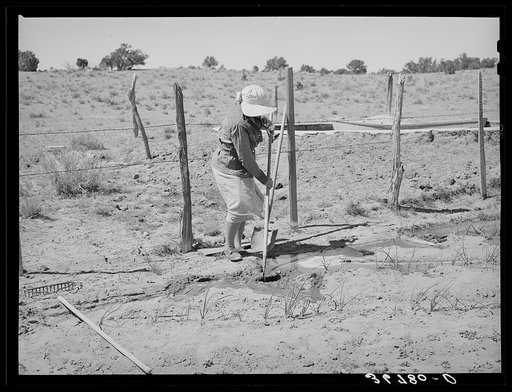 Mrs. Hutton irrigating her garden. Pie Town, New Mexico