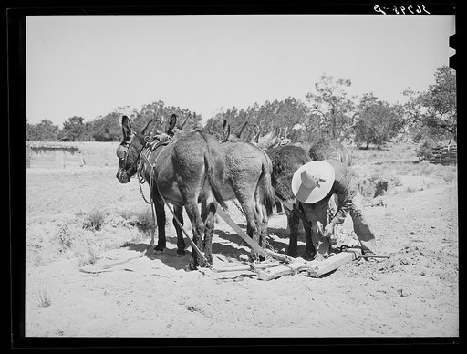 Mr. Leatherman hitching up his burros. Pie Town, New Mexico
