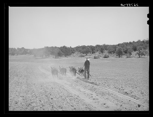Mr. Leatherman terraces with four burros. Pie Town, New Mexico