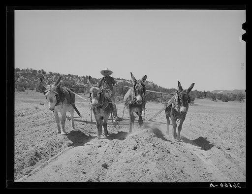 Mr. Leatherman, homesteader from Texas, building terraces with his burro. Pie Town, New Mexico