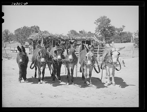 Burros and colt which are used for farm work on the homestead farm of Mr. Leatherman. Pie Town, New Mexico