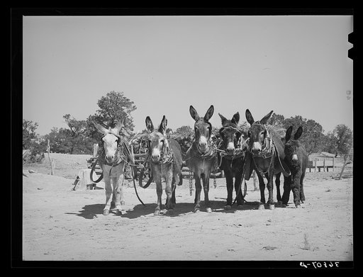 Untitled photo, possibly related to: Burros and colt which are used for farm work on the homestead farm of Mr. Leatherman. Pie Town, New Mexico
