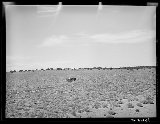 Farmer hauling water home through the rabbit brush. Sometimes a homesteader does not have the equipment nor money to dig his own well and must haul water for household and stock. Pie Town, New Mexico