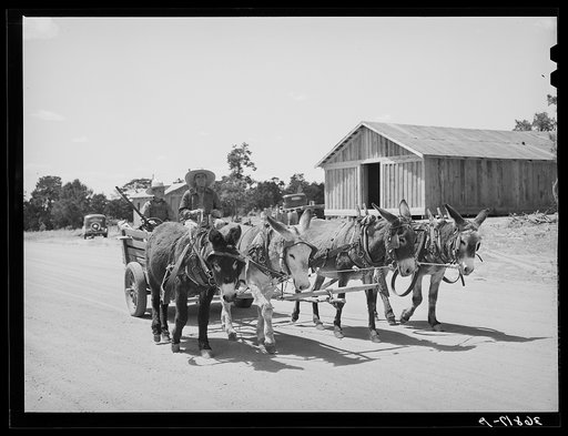 Mr. Leatherman and his son start home in their burro-drawn cart. Pie Town, New Mexico
