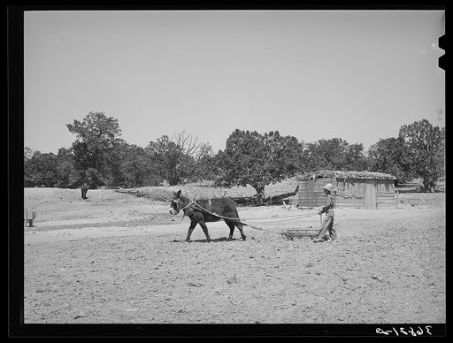 Mr. Leatherman driving his burro to a homemade spike-tooth harrow. Pie Town, New Mexico