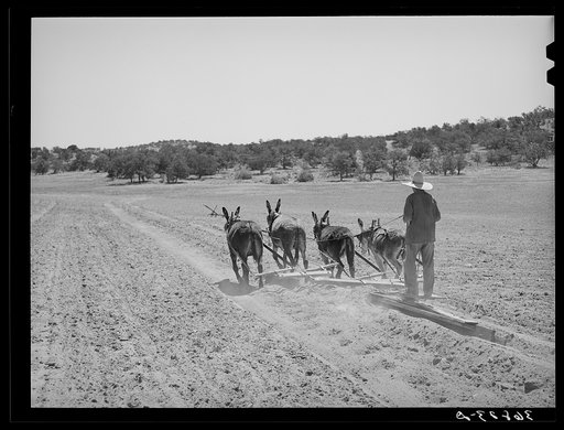 Untitled photo, possibly related to: Mr. Leatherman terraces with four burros. Pie Town, New Mexico
