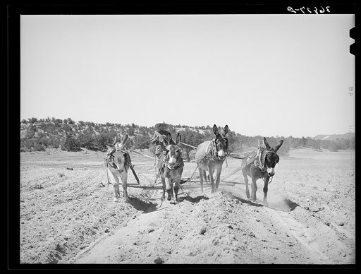 Untitled photo, possibly related to, Mr. Leatherman, homesteader from Texas, building terraces with his burro. Pie Town, New Mexico
