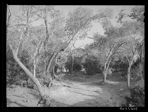 Road leading throught the woods. Pie Town, New Mexico
