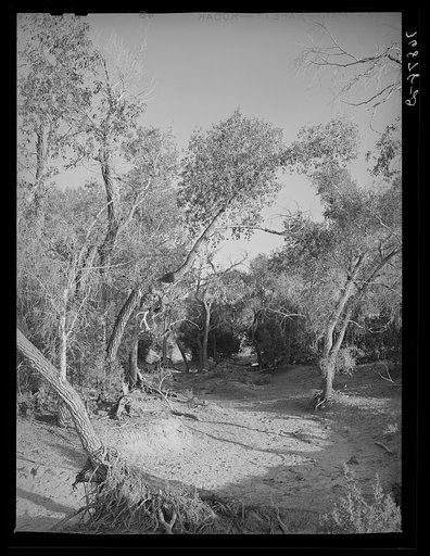 Untitled photo, possibly related to: Road leading throught the woods. Pie Town, New Mexico