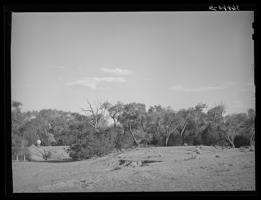 Cottonwood grove. Quemado, New Mexico