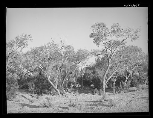 Cottonwood. Quemado, New Mexico