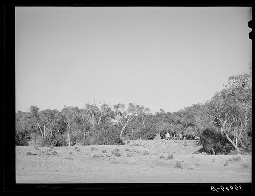 Cottonwood grove. Quemado, New Mexico