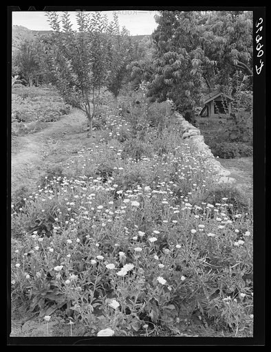 Flower garden. Dixon, New Mexico