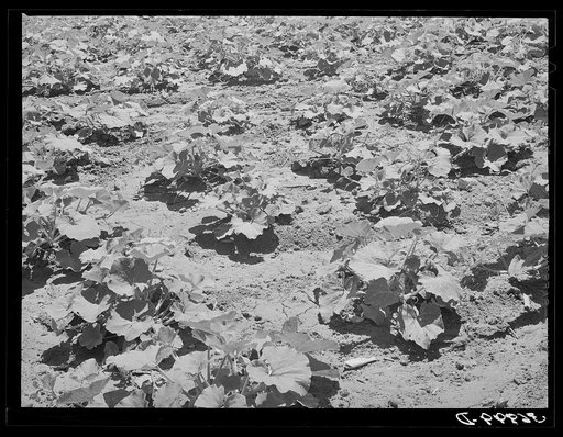 Pumpkin vines in garden of Spanish-American farm. Chamisal, New Mexico