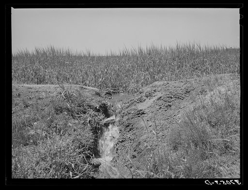 Excess water after irrigating field drains back into ditch and then goes onto near farm. The practice spreads weeds seeds although it does conserve water. Chamisal, New Mexico