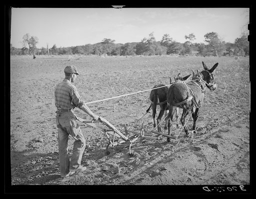 Mr. Whinery cultivating corn. Pie Town, New Mexico