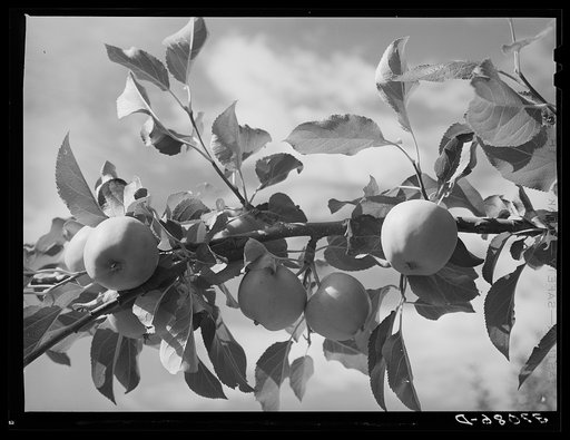 Untitled photo, possibly related to: Apples are one of the main fruit crops along the Rio Pueblo at Dixon, New Mexico