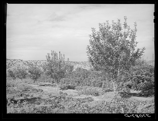 Orchard. Dixon, New Mexico