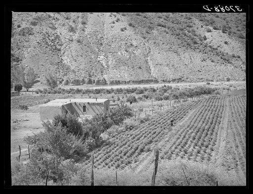 Adobe house and chili pepper field. Dixon, New Mexico