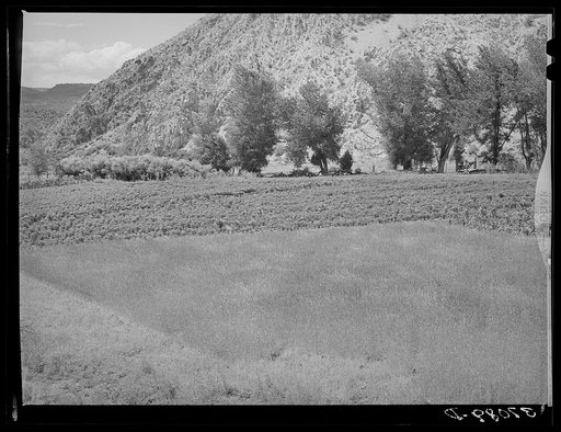 Wheat and chili peppers growing at Dixon, New Mexico