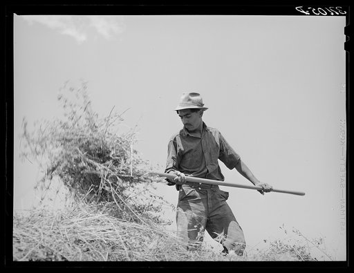 Spanish-American farmer pitching hay. Chamisal, New Mexico