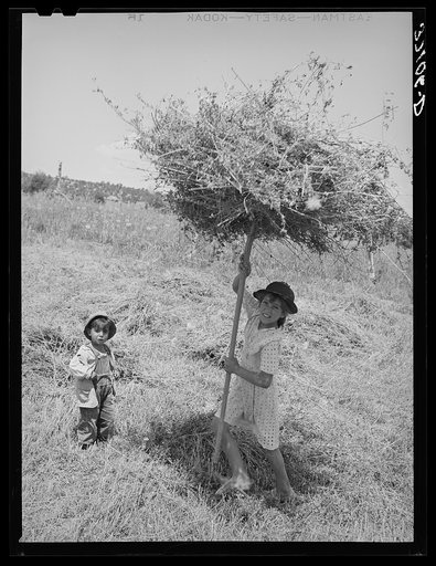Spanish-American girl pitching hay. Chamisal, New Mexico