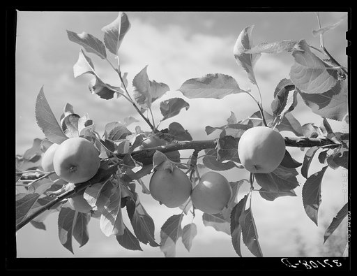 Apples are one of the main fruit crops along the Rio Pueblo at Dixon, New Mexico