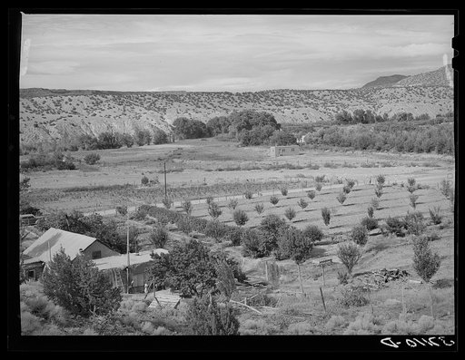 Orchard of farmer at Dixon, New Mexico