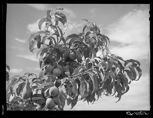 Peaches are grown at Dixon, New Mexico