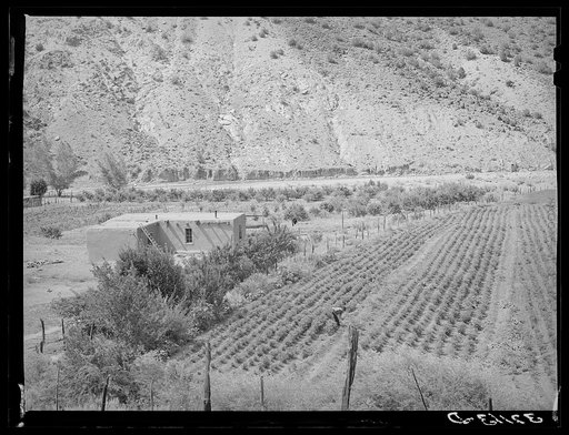 Untitled photo, possibly related to: Adobe house and chili pepper field. Dixon, New Mexico