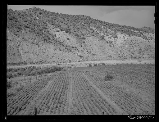 Field of chili peppers growing in the Rio Grande Valley at Dixon, New Mexico