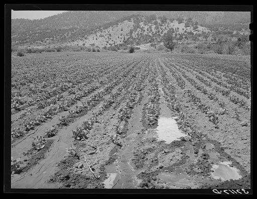 Irrigated bean field. Amalia, New Mexico