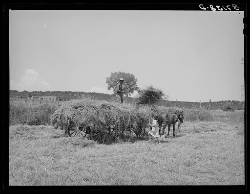 Untitled photo, possibly related to: Pitching hay on Spanish-American farm. Chamisal, New Mexico