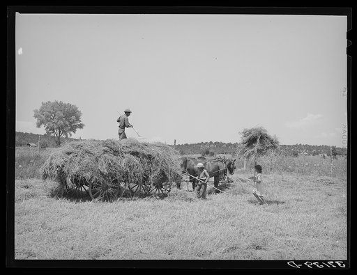 Pitching hay on Spanish-American farm. Chamisal, New Mexico