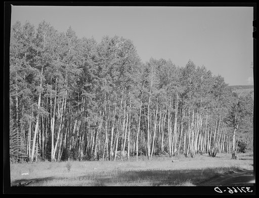 Grove of aspens in Santa Barbara Canyon in Carson National Forest, Taos County, New Mexico