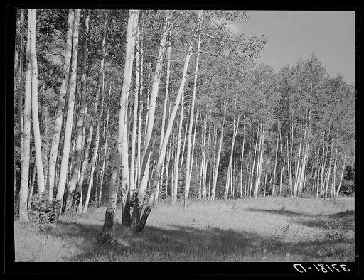 Grove of aspens. Santa Barbara Canyon, Taos County, New Mexico