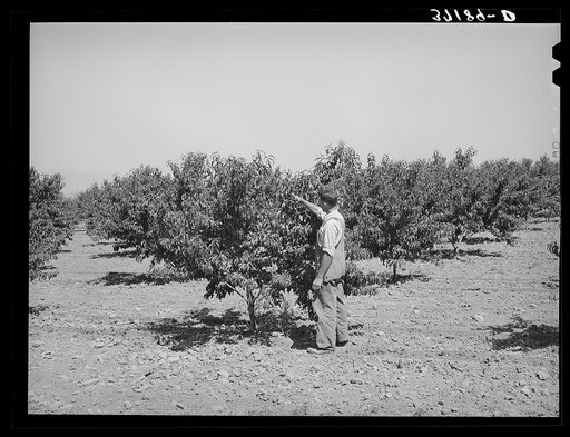 FSA (Farm Security Administration) helped this farmer in Cache County, Utah, establish his orchard