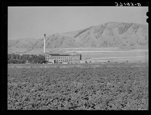 Field of sugar beets and sugar beet processing plant. Garland, Utah