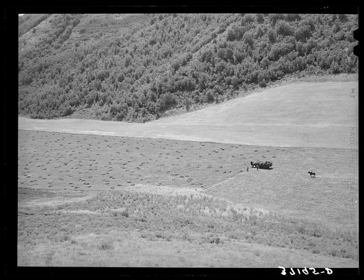 Mountain hay field. Cache County, Utah