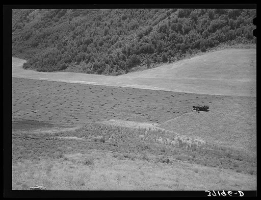 Untitled photo, possibly related to: Mountain hay field. Cache County, Utah